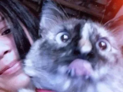 Gato Siamês Medio 1-ano