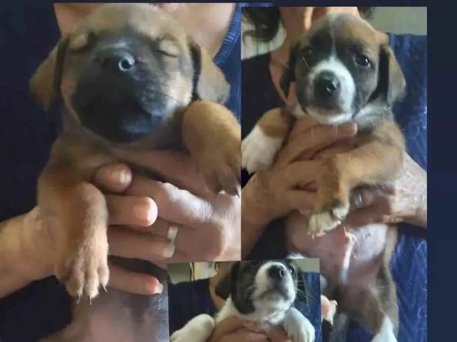 Adoção de Cachorro Hortolândia/SP, Sem nome, 2 a 6 meses, Raça Vira lata