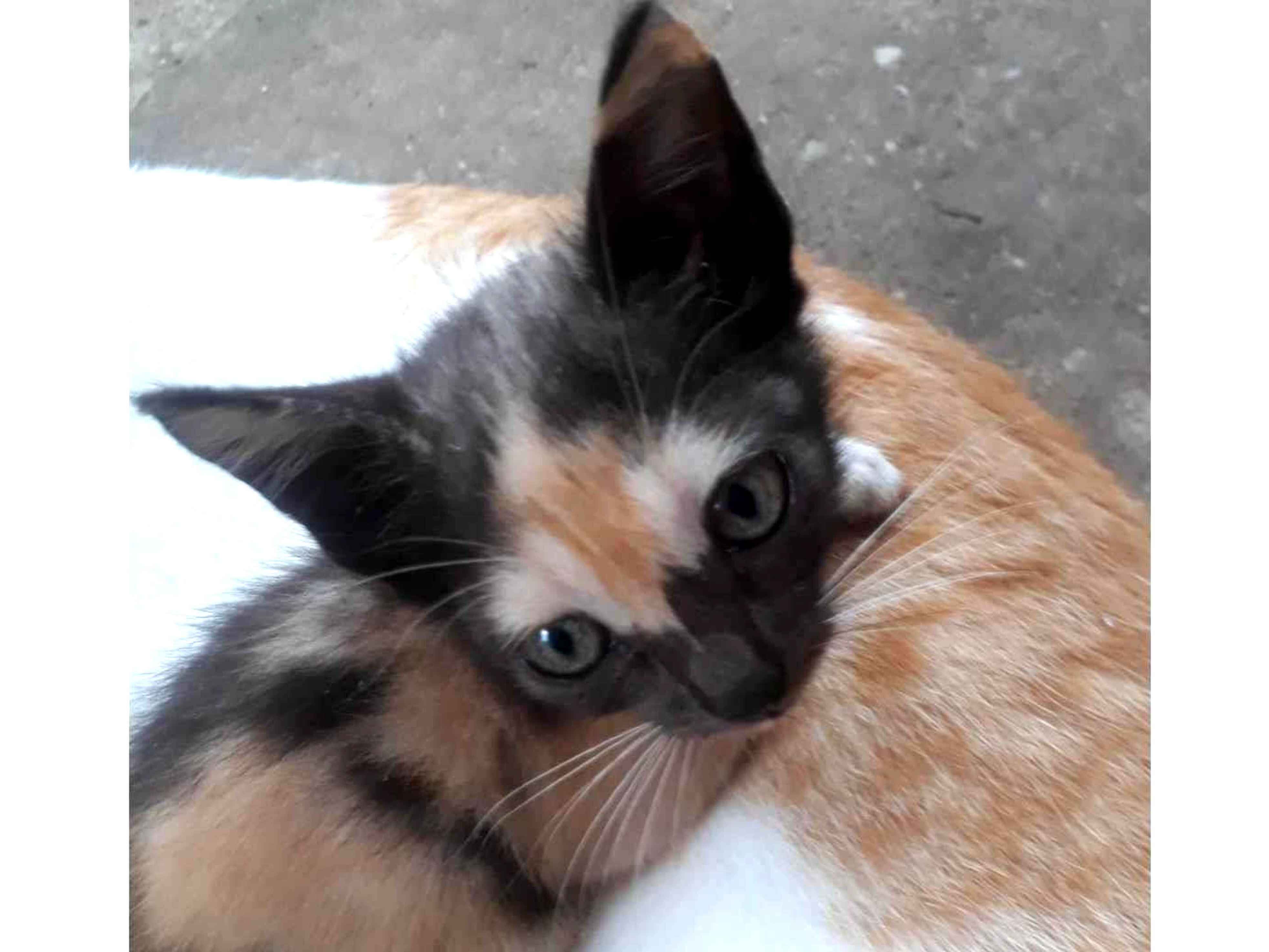 Adoção de Gato Teresina/PI | Ela não tem nome ainda | 2 a 6 meses | Raça  | tamanho Pequeno
