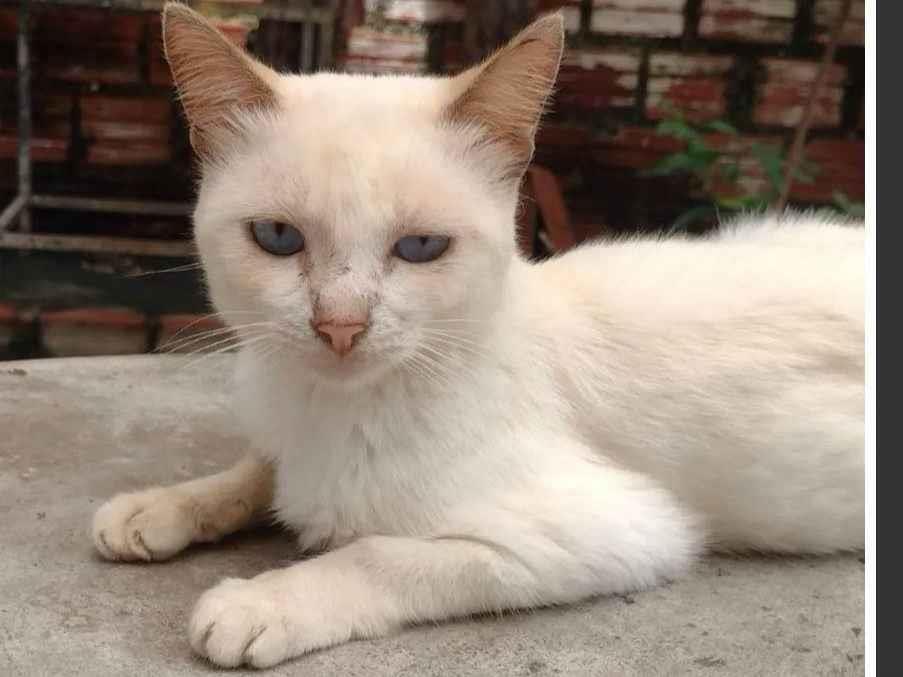 Adoção de Gato Teresina/PI | Persê(perséfone) | 3 anos | Raça  | tamanho Médio