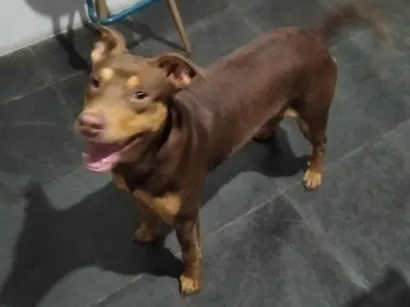 Cao Mistura de pitchbull Grande 7-a-11-meses