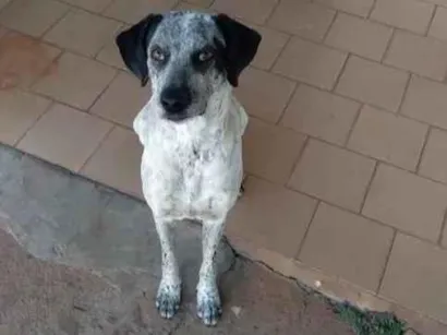 Cao Dálmata Medio 3-anos