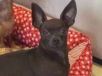 Cao Pincher Pequeno 3-anos
