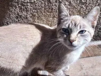 Gato Não definida Pequeno 7-a-11-meses