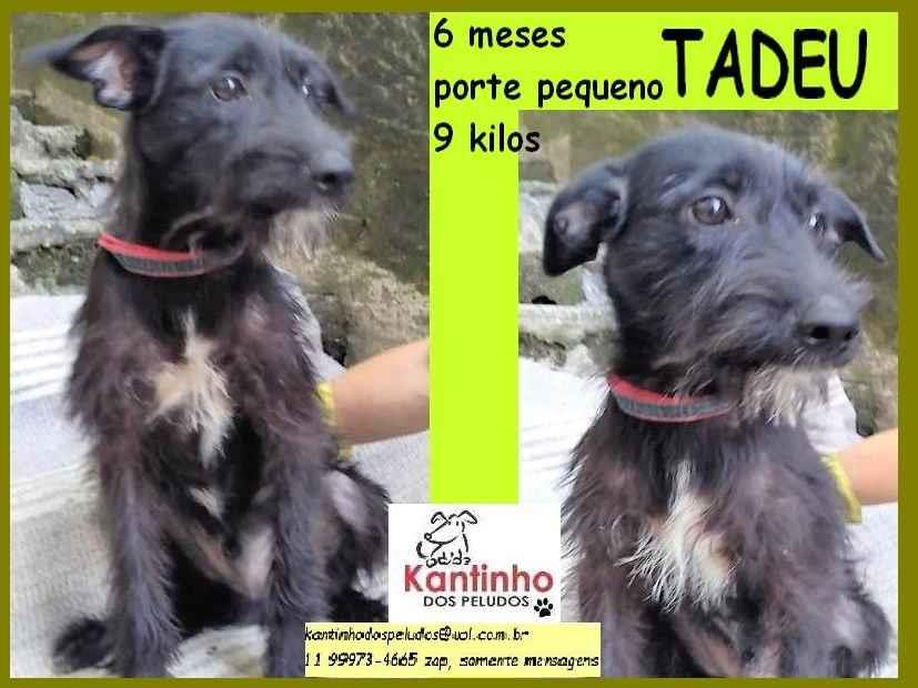 Adoção de Cachorro São Paulo/SP | Kalinka | 2 anos | Raça SRD | tamanho Pequeno