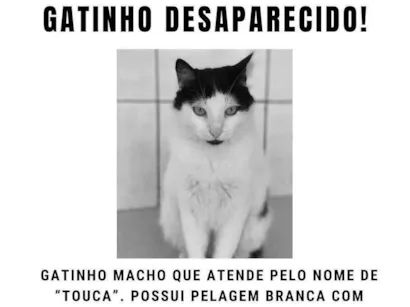 Gato Srd Medio 6-anos-Acima