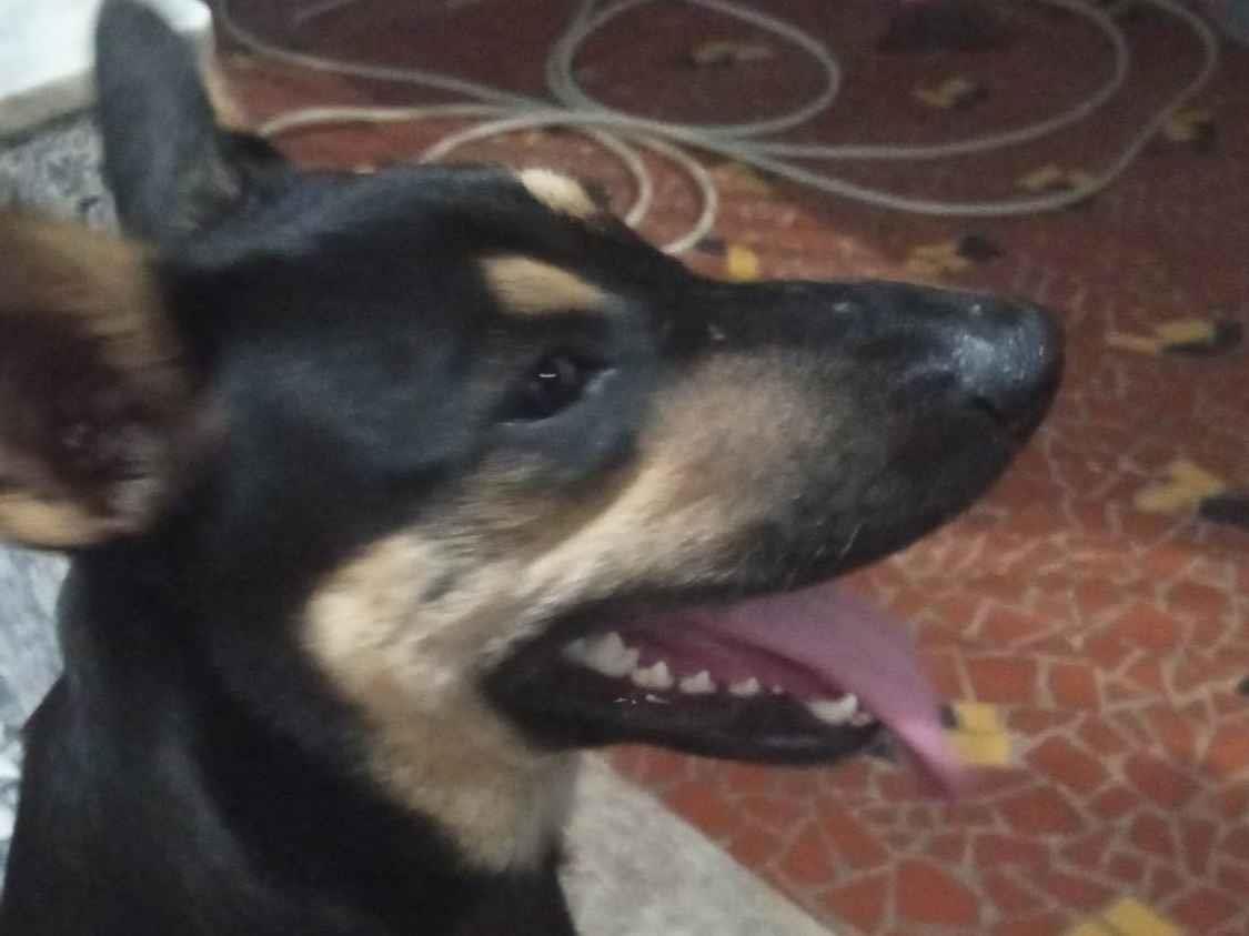 Adoção de Cachorro Rio de Janeiro/RJ | Marrom | 1 ano | Raça Srd | tamanho Grande