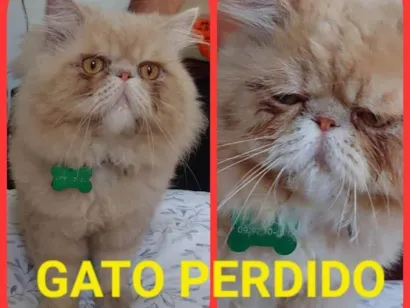 Gato Persa Grande 1-ano
