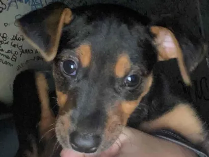Cao Vira-lata Pequeno 2-a-6-meses