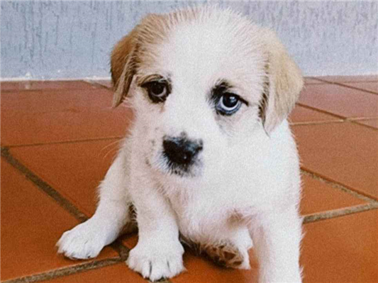 Cachorro tamanho Pequeno Macho 2-a-6-meses para adoção