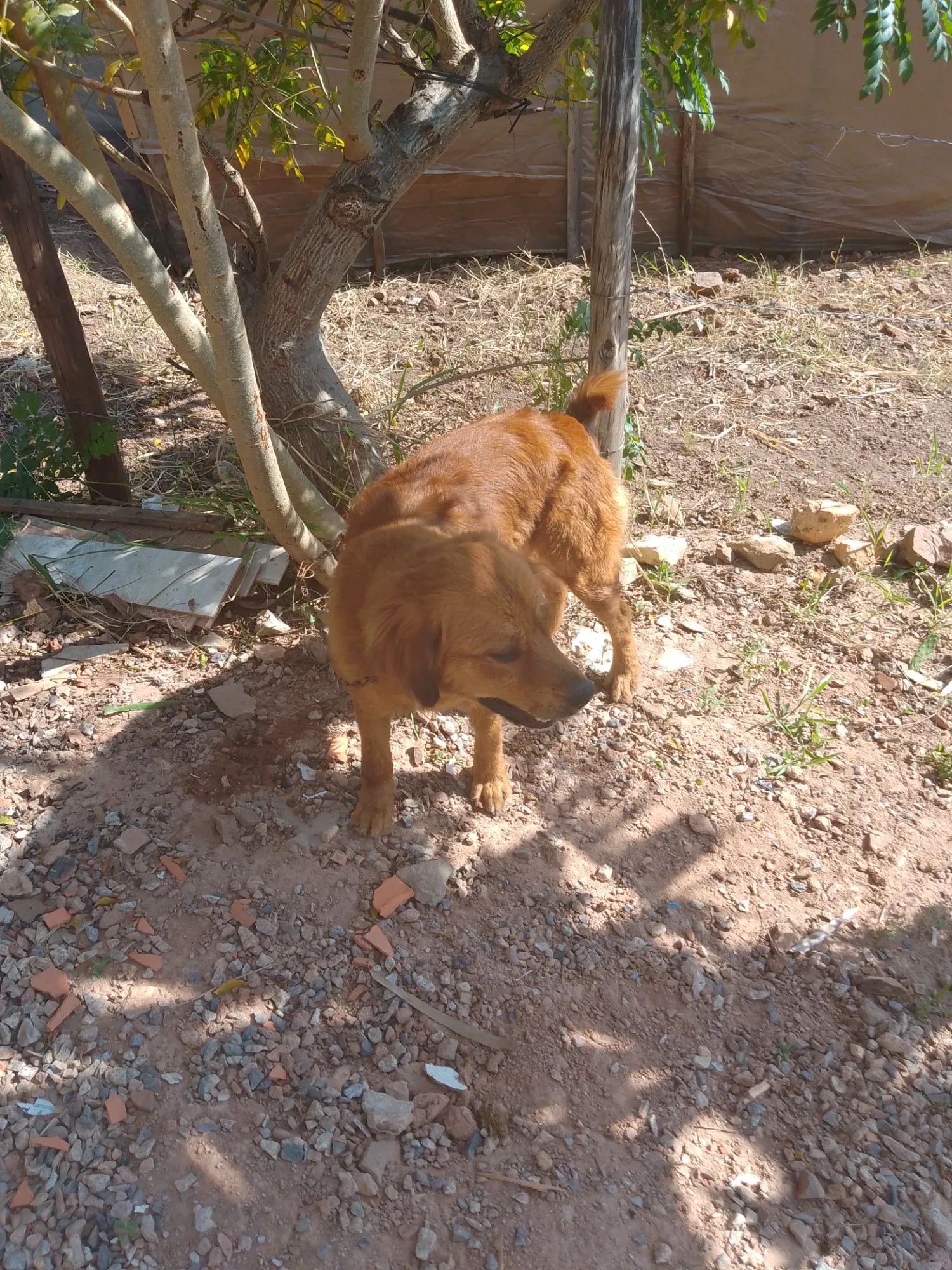 Adoção de Cachorro Campo Limpo Paulista/SP | Simba  | 1 ano | Raça Labrador  | tamanho Grande | foto 5