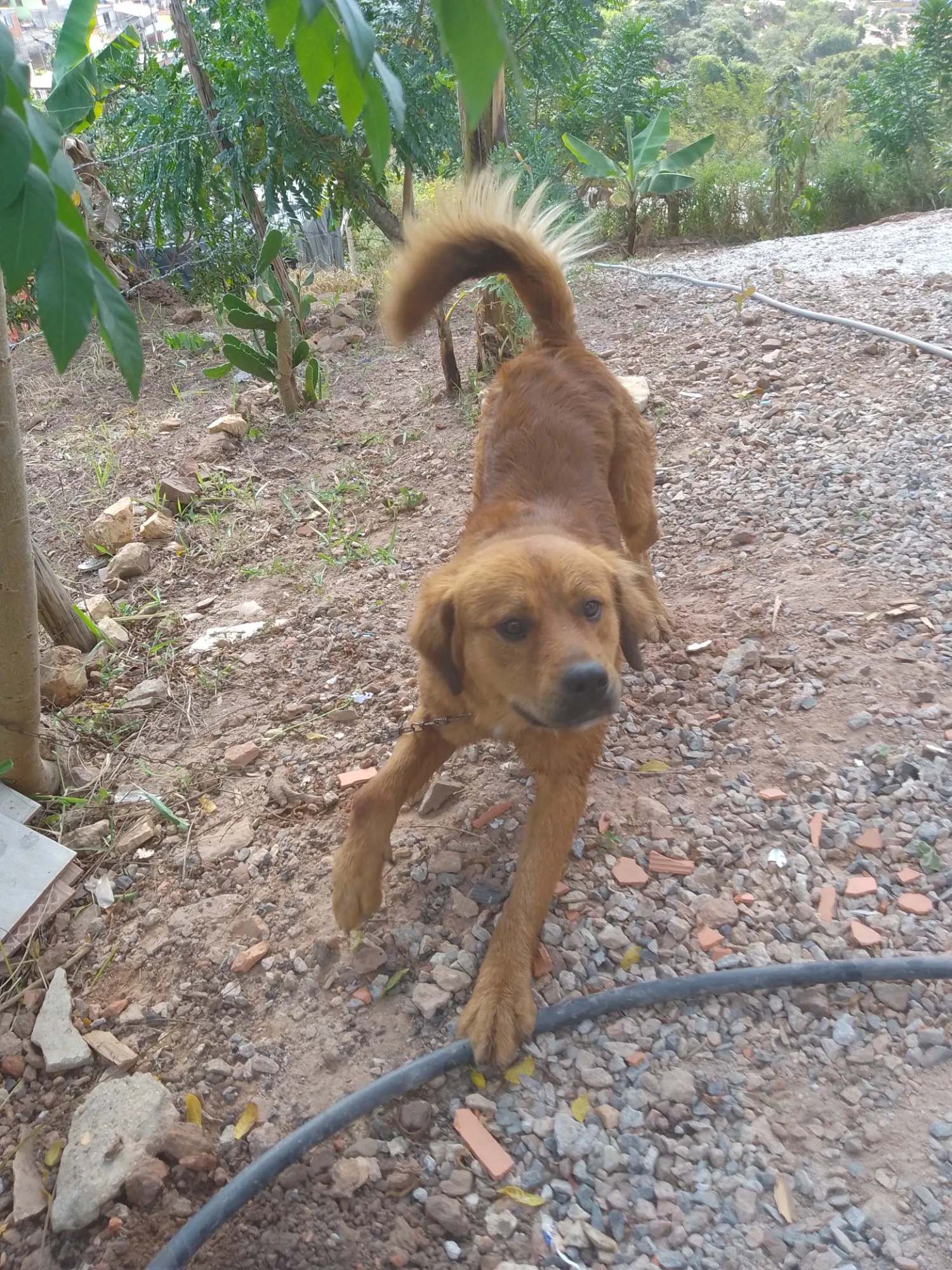 Adoção de Cachorro Campo Limpo Paulista/SP | Simba  | 1 ano | Raça Labrador  | tamanho Grande | foto 6