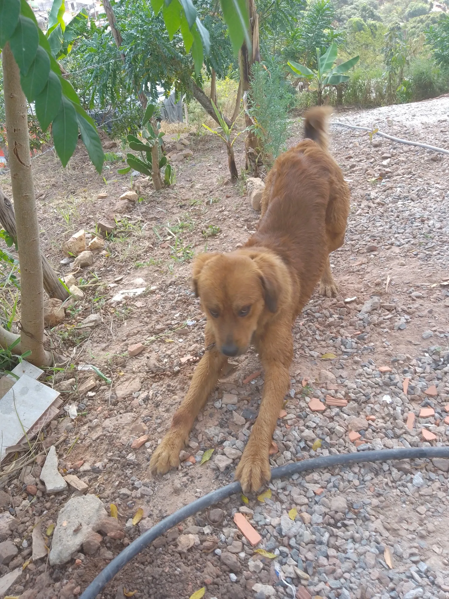 Adoção de Cachorro Campo Limpo Paulista/SP | Simba  | 1 ano | Raça Labrador  | tamanho Grande | foto 7