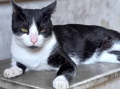 Gato vira lata Medio 1-ano