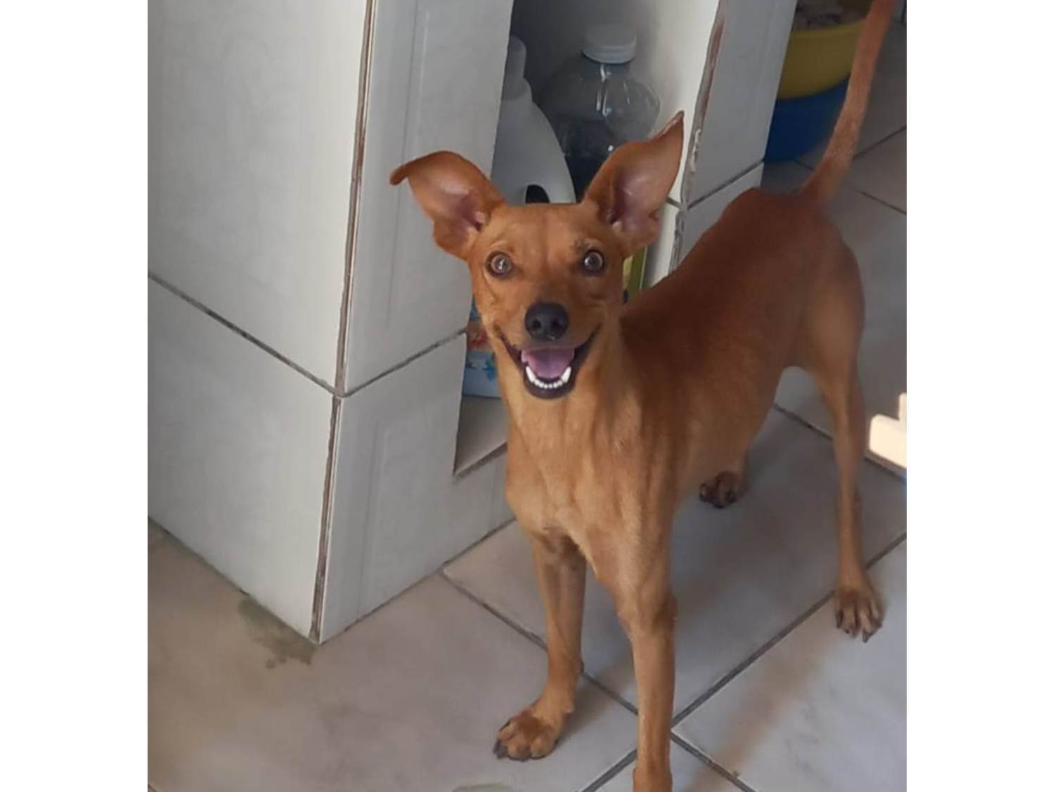 Máscara   encontrado | foto 3