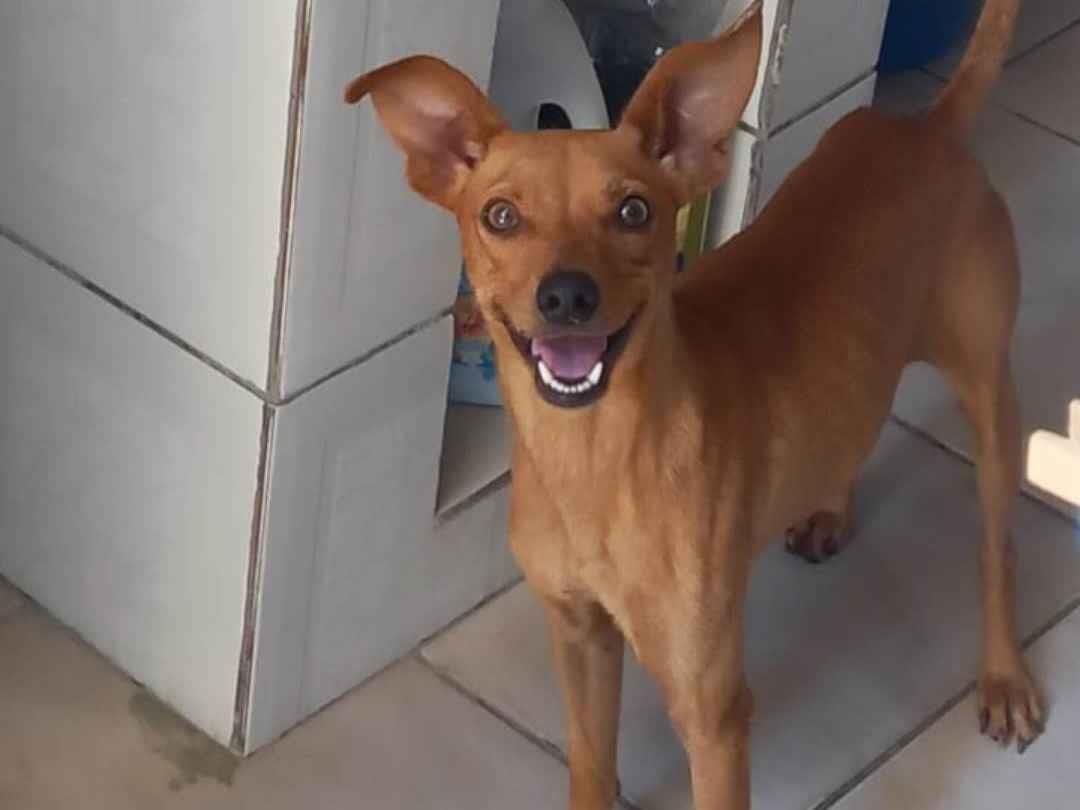 Máscara   encontrado | foto 1