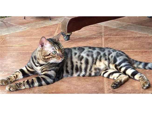 Gato Bengal Grande 2-anos