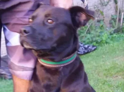 Cao Pit-Bull Grande 3-anos