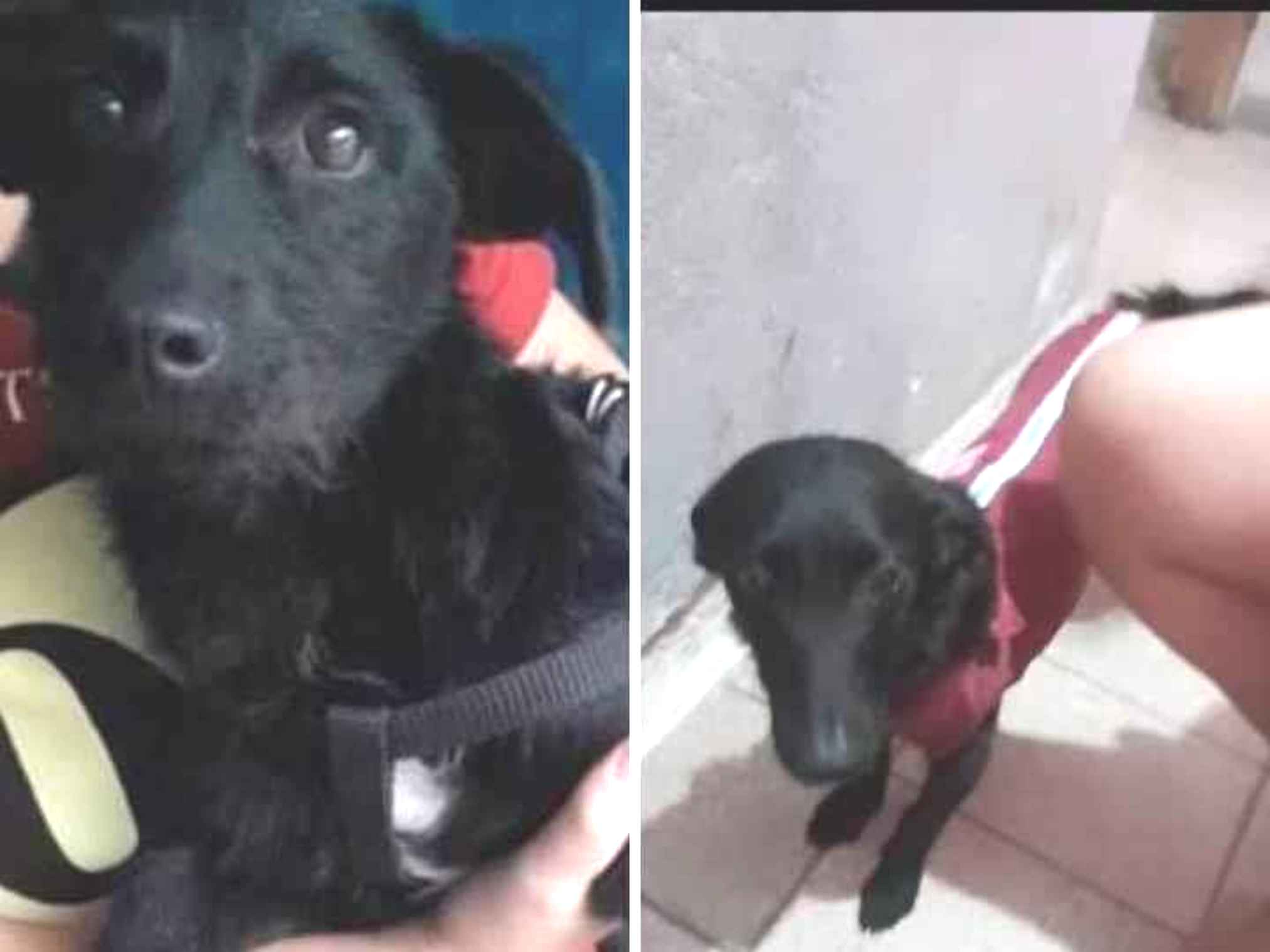 Adoção de Cachorro Ferraz de Vasconcelos/SP | Vicky | 1 ano | Raça SRD - VIRA LATA | tamanho Médio