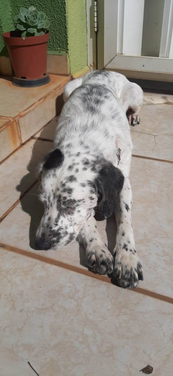 (CASO RESOLVIDO) Chorão  para adoção | foto 3