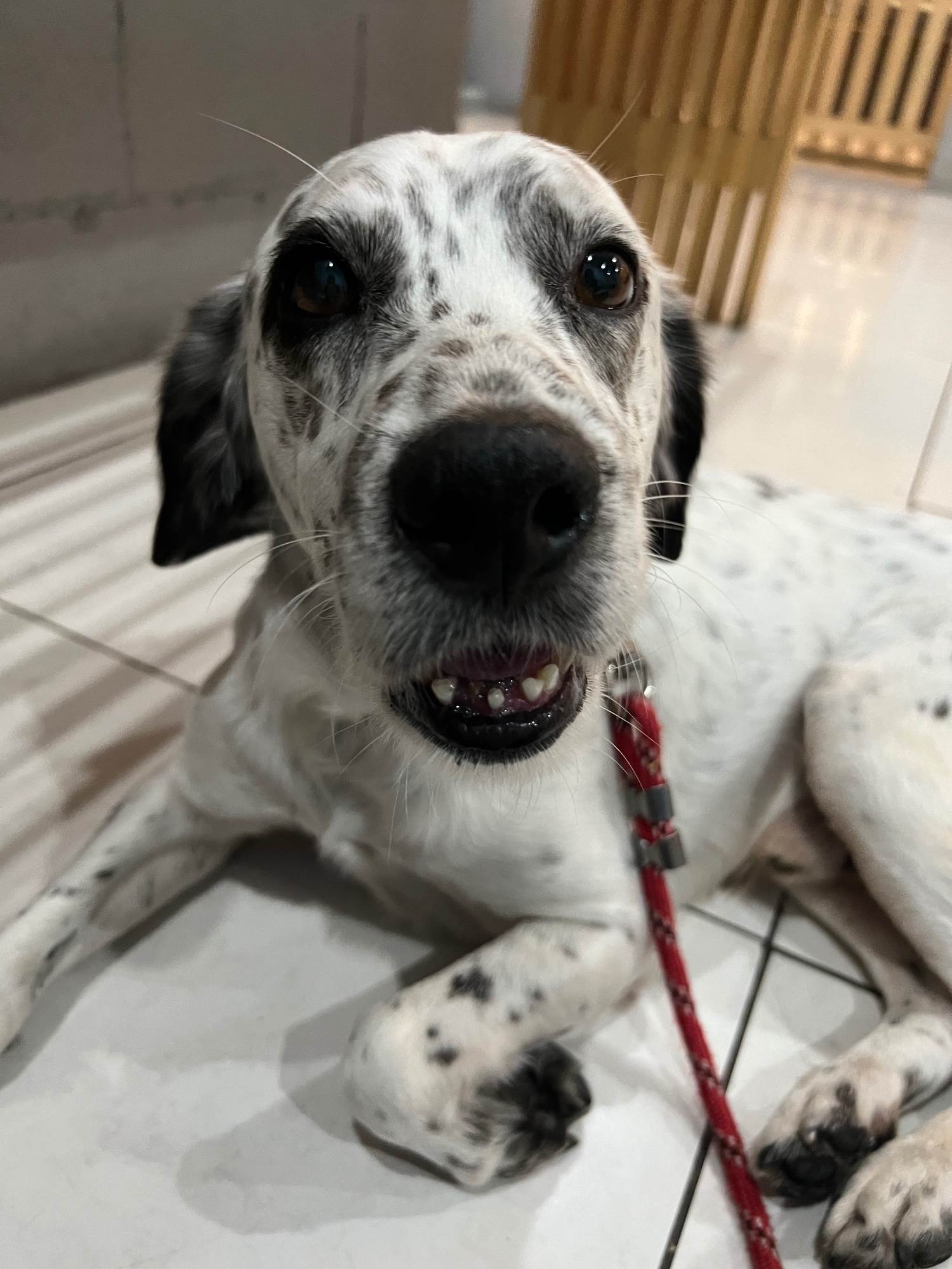(CASO RESOLVIDO) Chorão  para adoção | foto 5