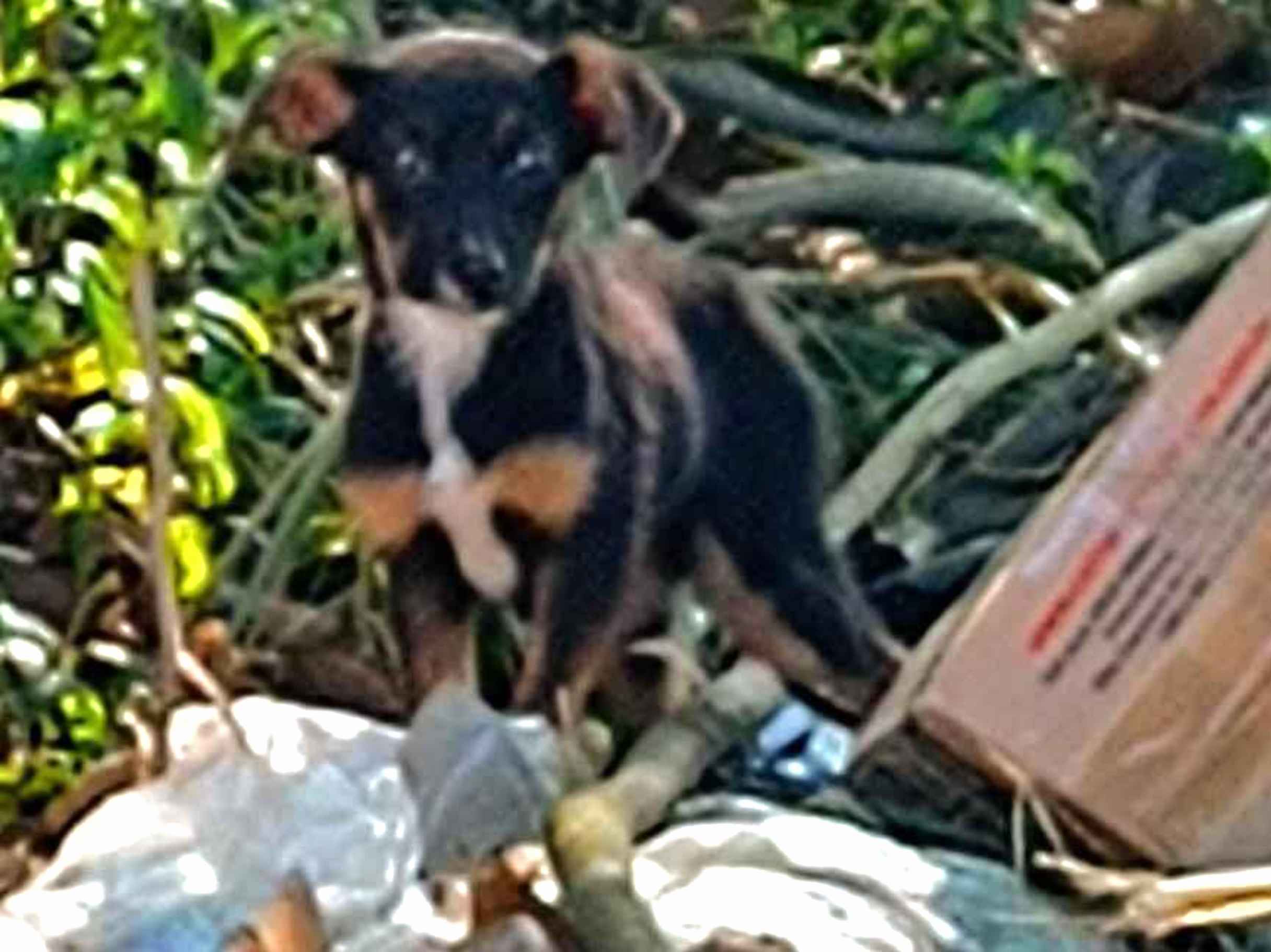 Adoção de Cachorro São Paulo/SP | Sem nome  | 2 a 6 meses | Raça Desconhecida  | tamanho Médio
