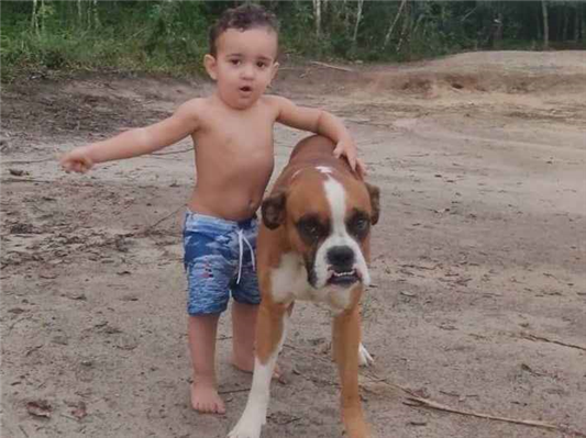 Cachorro tamanho Grande Macho 3-anos para adoção