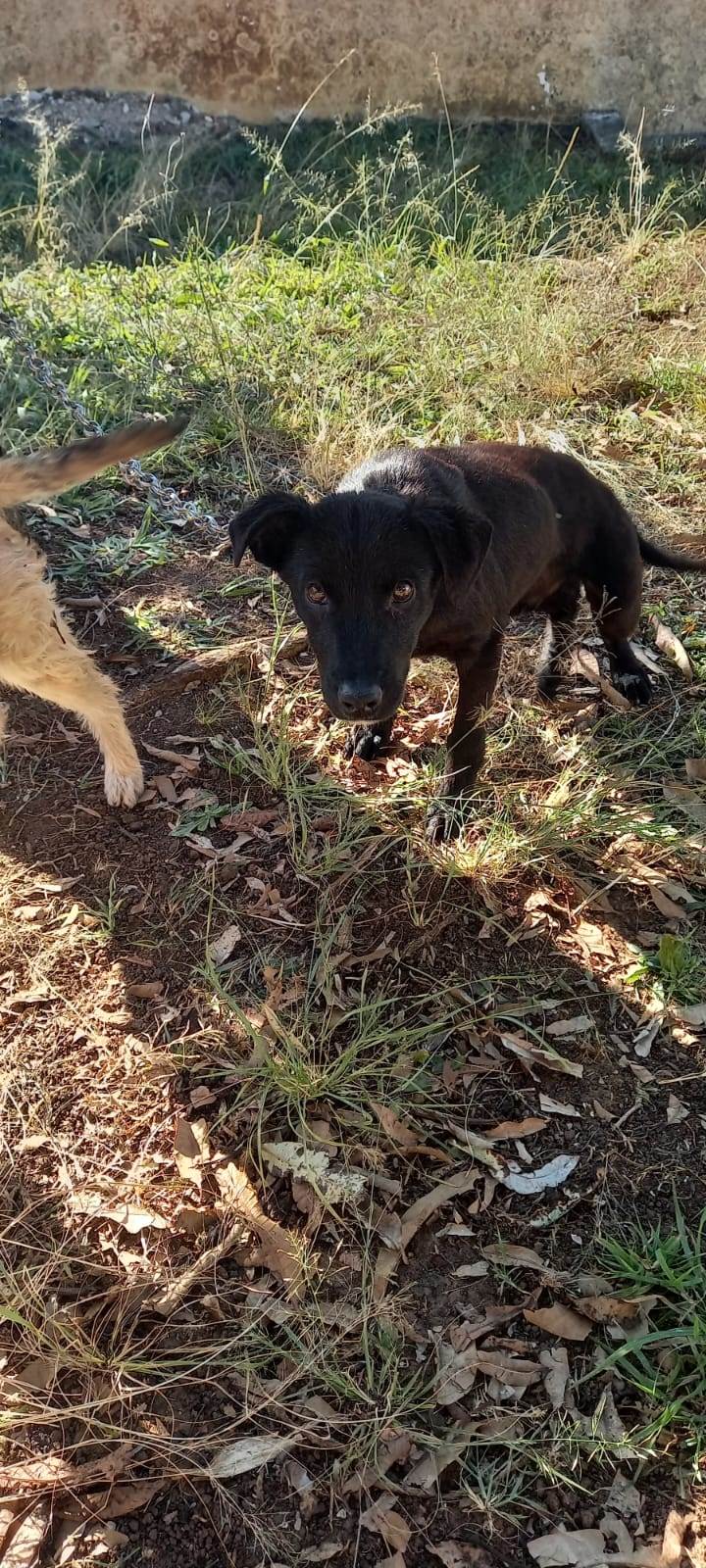 Apolo  encontrado | foto 2