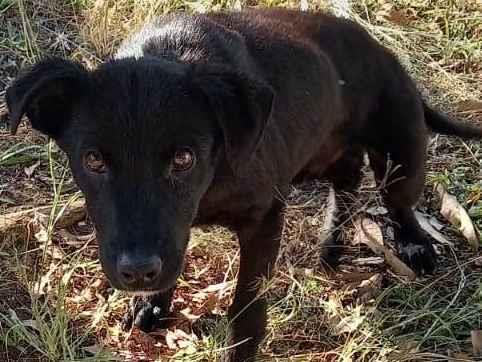 Apolo  encontrado | foto 1