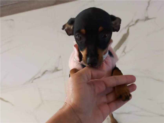 Cachorro tamanho Pequeno Femea 1-ano para adoção