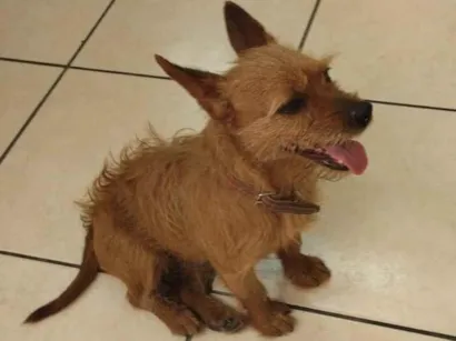 Cao Pequena  Pequeno 4-anos