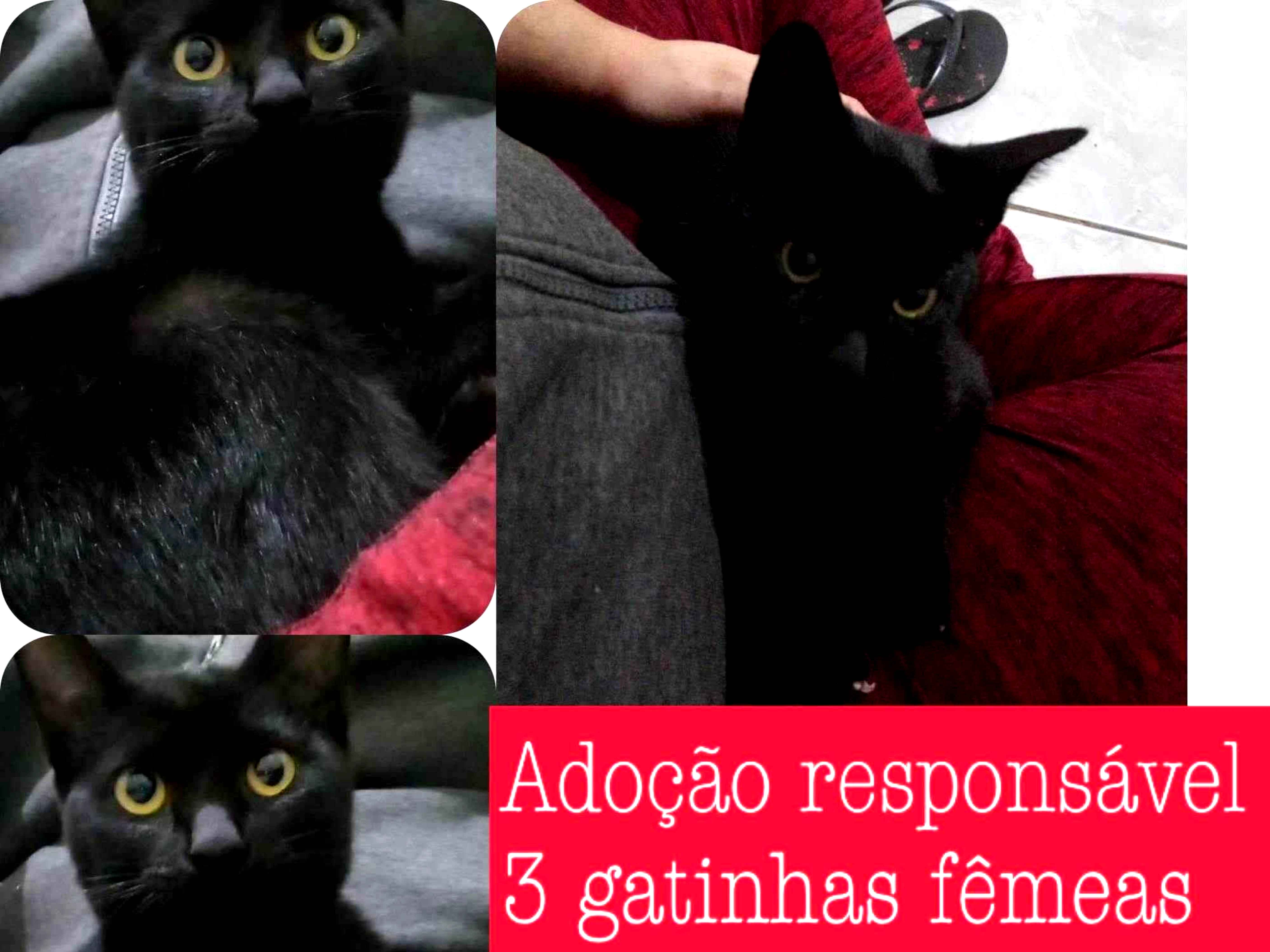 Cachorros e gatos de Jéssica Carvalho (3) em MS - Campo Grande