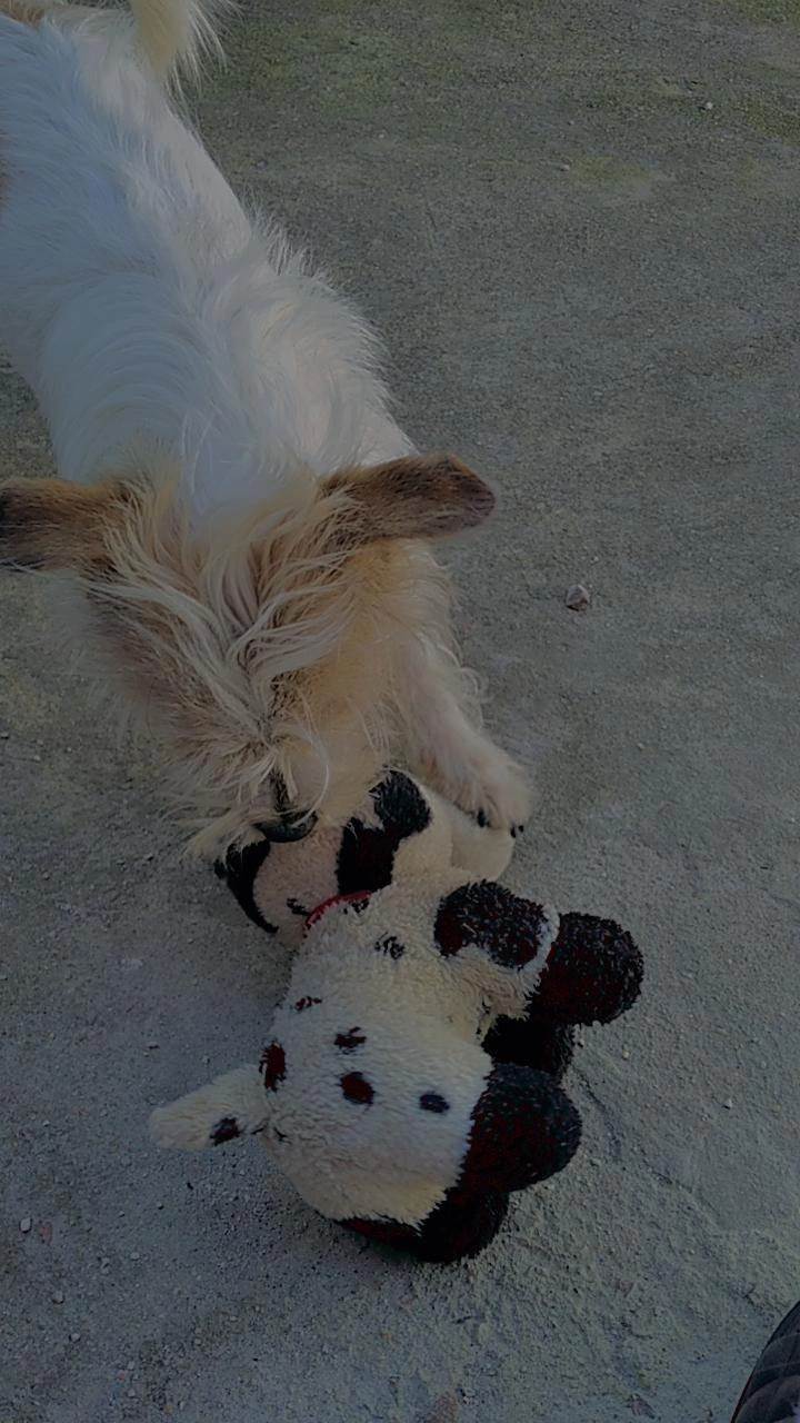 Teddy  para adoção | foto 8