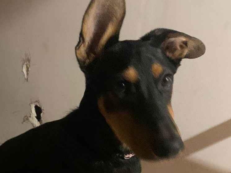 Adoção de Cachorro São Paulo/SP | FLOQUINHA | 4 anos | Raça Labrador | tamanho Grande