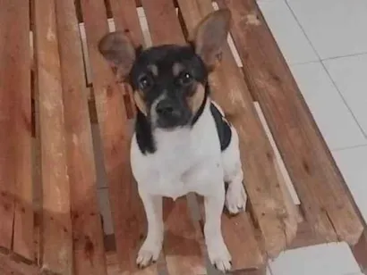 Cao Vira lata  Medio 7-a-11-meses