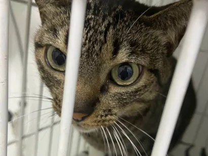 Gato SRD-ViraLata Pequeno 6-anos-Acima