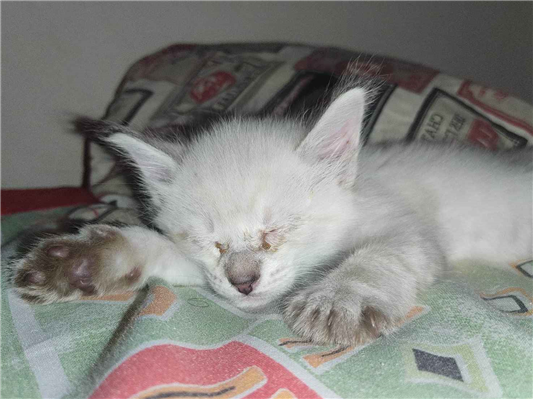 Gato tamanho Pequeno Femea 2-a-6-meses para adoção