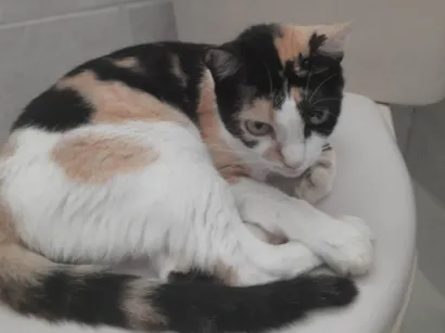 Gato SRD-ViraLata Pequeno 6-anos-Acima
