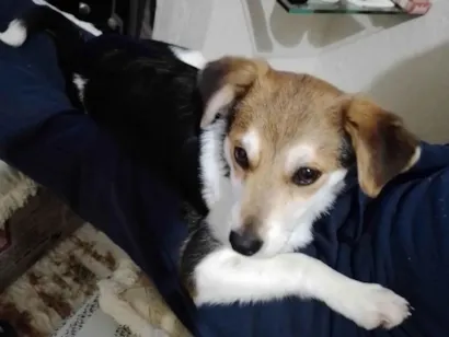 Cao Vira lata Medio 2-a-6-meses
