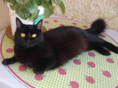 Gato SRD-ViraLata Medio 2-anos