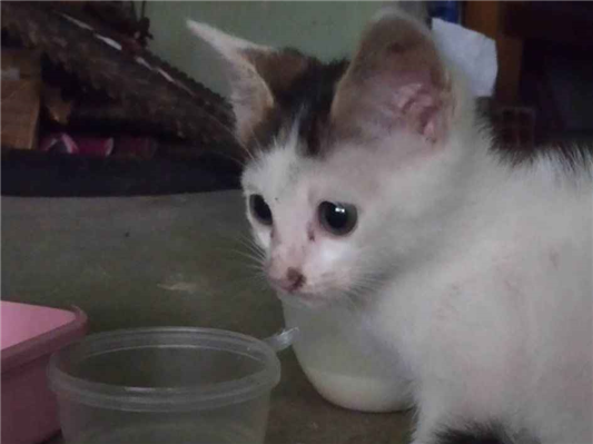 Gato tamanho Pequeno Femea Abaixo-de-2-meses para adoção