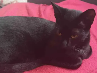 Gato SRD-ViraLata Pequeno 2-a-6-meses