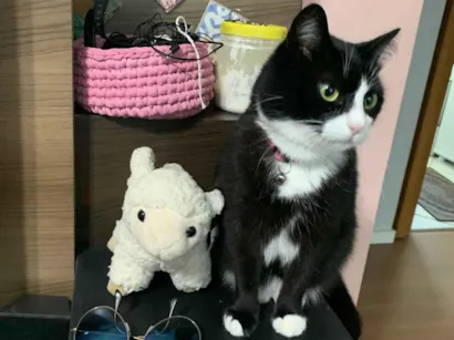 Gato SRD-ViraLata Medio 4-anos