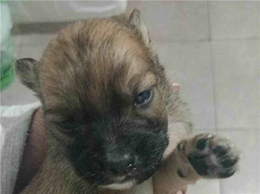 Cachorro tamanho Pequeno Macho Abaixo-de-2-meses para adoção