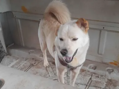 Cao Akita com shau shau Grande 2-anos