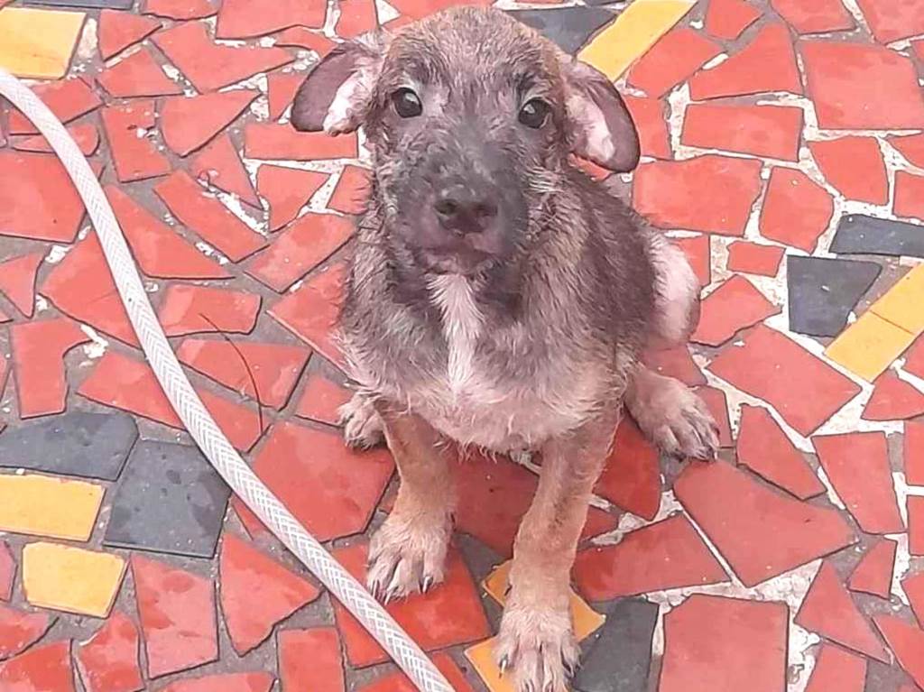 Adoção de Cachorro Rio de Janeiro/RJ | Marrom | 1 ano | Raça Srd | tamanho Grande
