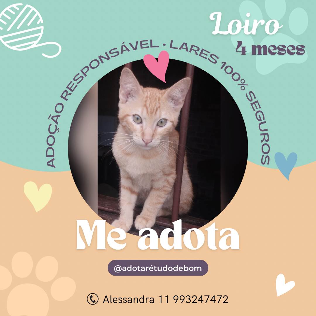 (CASO RESOLVIDO) Loiro  para adoção | foto 2