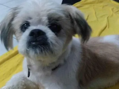 Cao Lhasa Apso Pequeno 6-anos-Acima