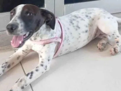 Cao SRD-ViraLata Medio 7-a-11-meses