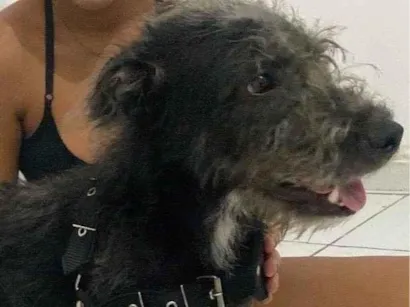 Cao vira lata Medio 7-a-11-meses